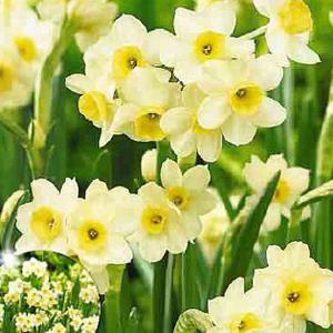 Narcissus 'Minnow' - (30 Bulbs)
