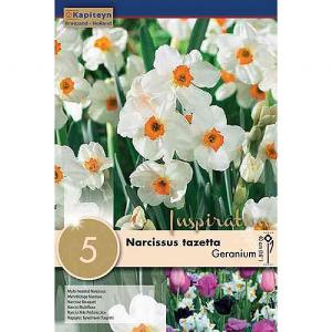 Narcissus tazetta Geranium (5 Bulbs)