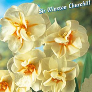 Narcissus (Daffodil) Sir Winston Churchill (5 Bulbs)