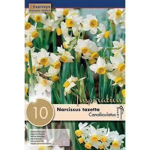 Narcissus tazetta Canaliculatus (10 Bulbs)