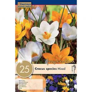 Crocus Specie Mixed Colours - (20 Bulbs)