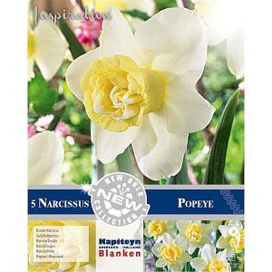 Narcissus 'Popeye' - (5 Bulbs)