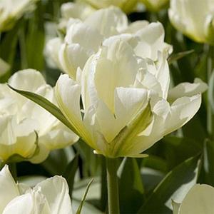 Tulip Double Exotic Emperor - (10 Bulbs)