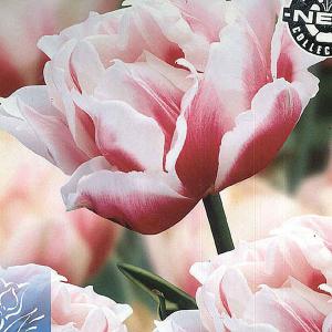 Tulip Double Toplips - (12 Bulbs)