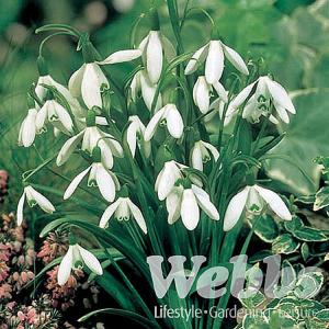 Galanthus Nivalis - (25 Bulbs)