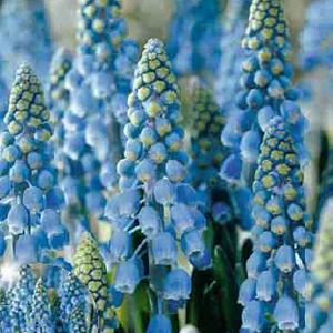 Muscari Armeniacum - (50 Bulbs)