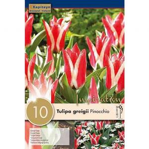 Tulip greigii Pinocchio (10 Bulbs)