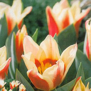 Tulip greigii Quebec - (10 Bulbs)