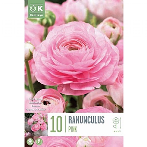 Ranunculus Aviv Pink - 10 Bulbs