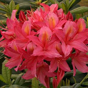 Azalea Jolie Madame - 5 Ltr Pot
