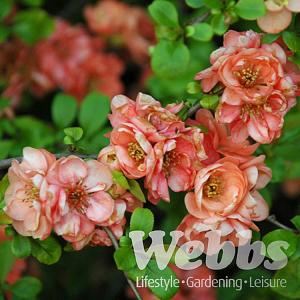 Chaenomeles speciosa Geisha Girl - 3 ltr deep pot