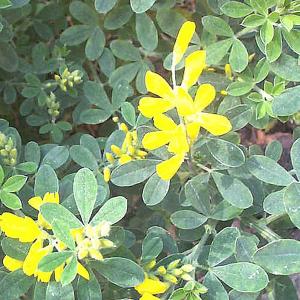 Cytisus nigra Porlock - 3 ltr pot
