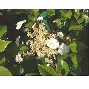 Hydrangea seemannii - 3 ltr deep pot, 3ft cane
