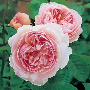 Gentle Hermione Shrub Rose 6L