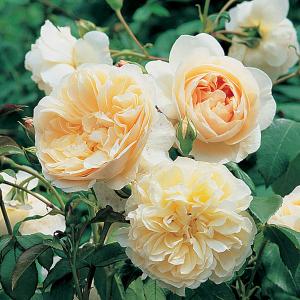 Lichfield Angel Shrub Rose 6L