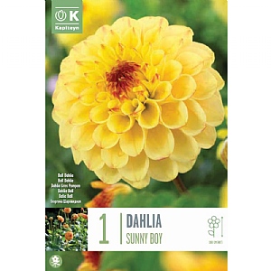 Dahlia Ball "Sunny Boy" - 1  Bulb