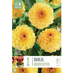 Dahlia Golden Scepter  - 1 Bulb