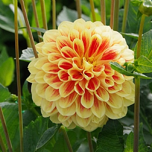Dahlia 'Golden Scepter' (1 Tuber)