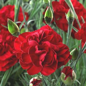 Dianthus Passion (Hardy Pink) - 2 litre pot