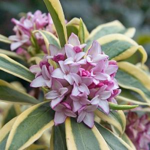 Daphne odora Rebecca - 2ltr pot