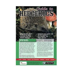 Guide To Hedgehogs