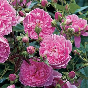 Harlow Carr Shrub Rose 6L