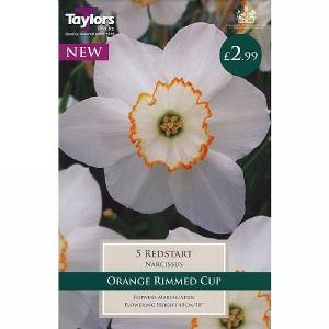 Narcissus Red Start (5 Bulbs)