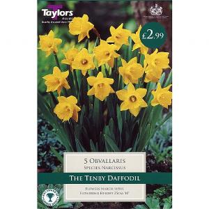 Narcissus Obvallaris (5 Bulbs)