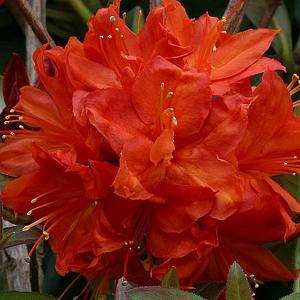 Azalea Fireball - 5 Ltr Pot