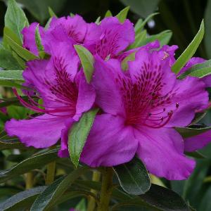 Evergreen Azalea Herbert - 3L Pot