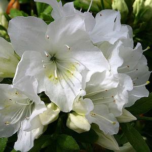 Azalea Pleasant White - 8 Ltr Pot