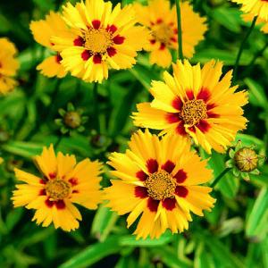 Coreopsis grandiflora Calypso (Tickseed) - 2ltr pot