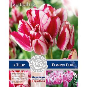 Tulip Multiheaded Single Late Flaming Club (12/+) - (8 Bulbs)
