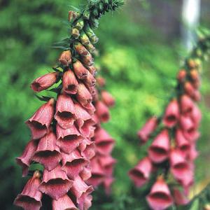 Digitalis mertonensis (Strawberry Foxglove)