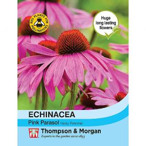 Thompson & Morgan Echinacea Pink Parasol