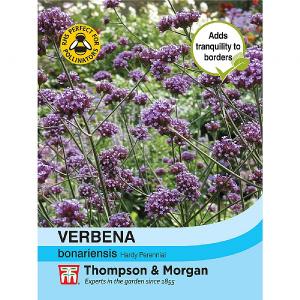 Thompson & Morgan Verbena Bonariensis