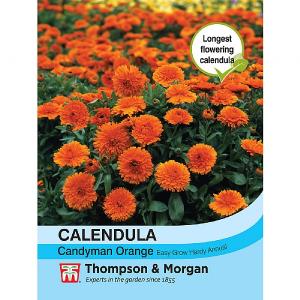 Thompson & Morgan Calendula Candyman Orange