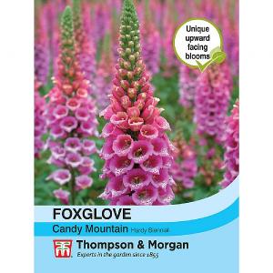 Thompson & Morgan Foxglove Candy Mountain