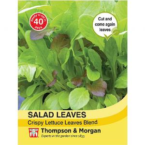 Thompson & Morgan Salad Leaves - Crispy Lettuce Blend