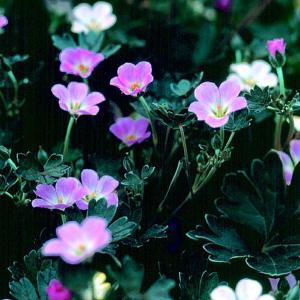Geranium Chocolate Candy - 2ltr pot