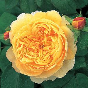 Charles Darwin Shrub Rose 6L