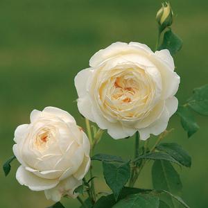 Claire Austin Shrub Rose 6L