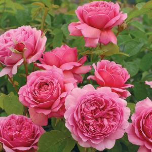 Princess Alexandra of Kent Shrub Rose 6L