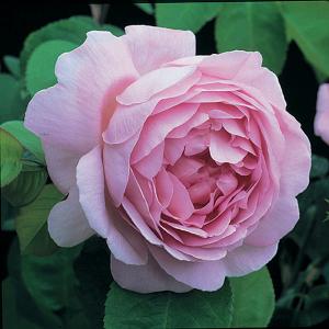 Constance Spry Climbing Rose 6L