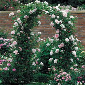 St Swithun Climbing Rose 6L