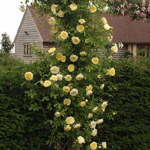 The Pilgrim Climbing Rose 6L