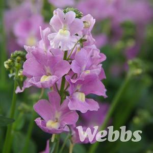 Nemesia denticulata Confetti - 2ltr pot