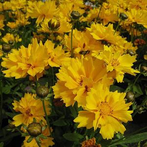 Coreopsis Presto Yellow - 2L Pot