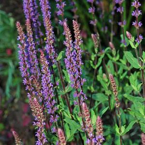 Salvia Caradonna 2L