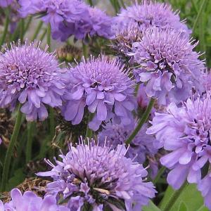 Scabiosa Ritz Blue - 2L Pot